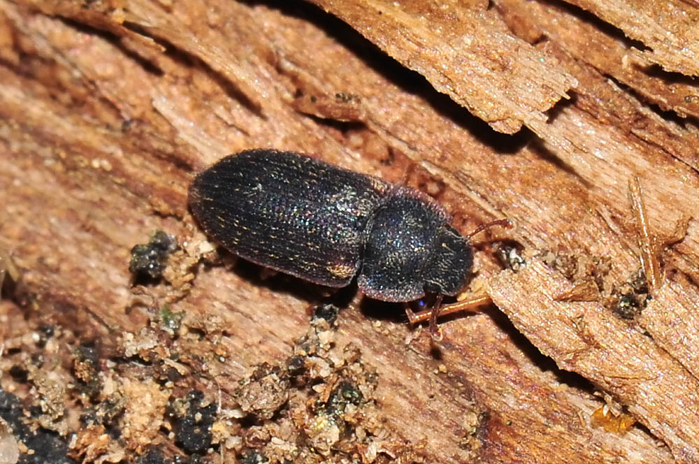 Colobicus hirtus (Zopheridae) - Avigliana (TO)